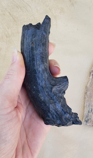 Image of Fossil Deer Antler