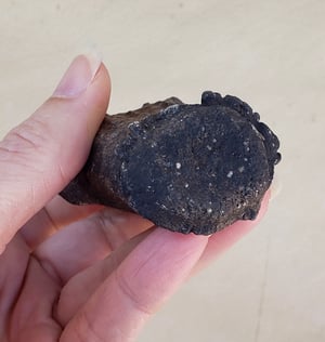 Image of Fossil Deer Antler