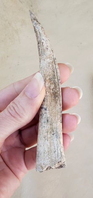Image of Fossil Deer Antler