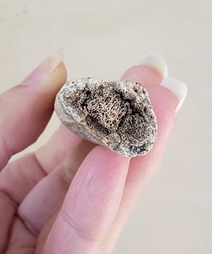 Image of Fossil Deer Antler