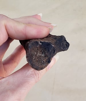 Image of Fossil Deer Antler