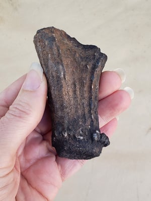 Image of Fossil Deer Antler