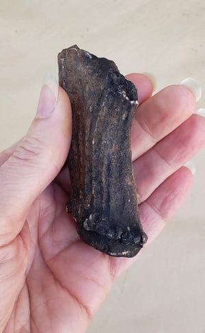 Image of Fossil Deer Antler