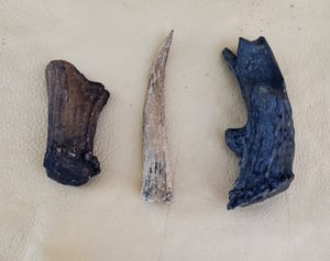 Image of Fossil Deer Antler