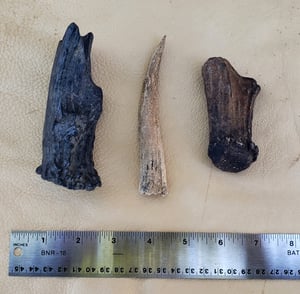 Image of Fossil Deer Antler