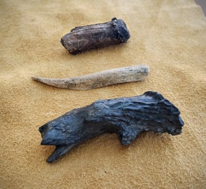 Image of Fossil Deer Antler