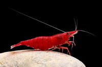 Neocaridina (Cherry Shrimp)