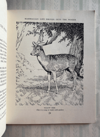 Image 4 of In a wood Margaret M Hutchinson