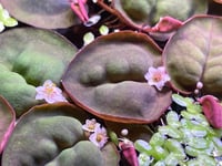 Image 1 of Red root floaters 