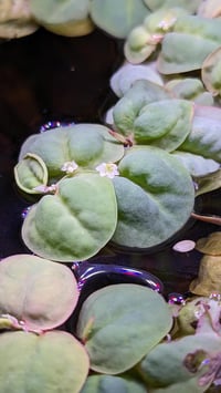 Image 2 of Red root floaters 