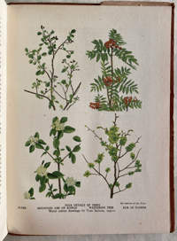 Image 4 of Trees in Britain A.L.Howard