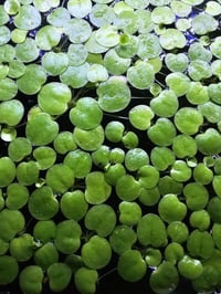 Frog bit 