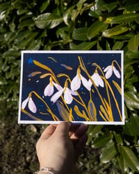 Image 1 of Nocturnal Snowdrop print