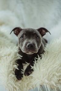 Image 3 of Pet Portraiture DEPOSIT