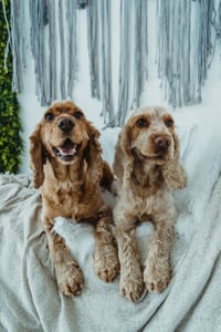 Image 4 of Pet Portraiture DEPOSIT