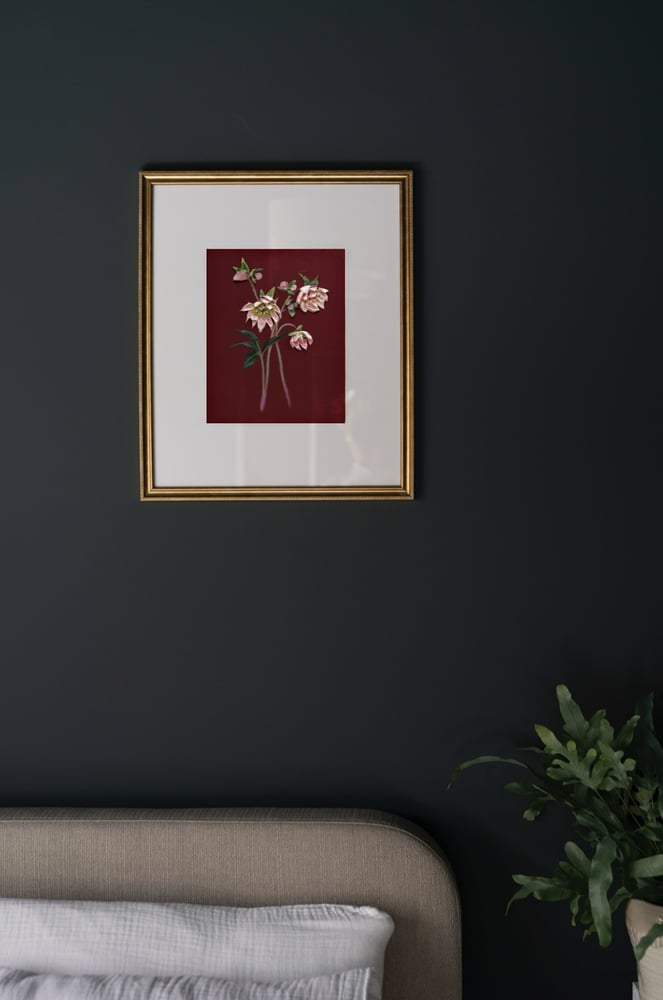 Image of Hellebore On Burgundy I Giclèe Print