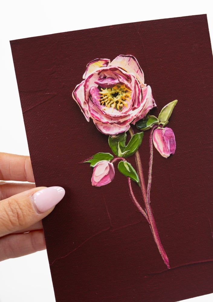 Image of Hellebore On Burgundy II Giclée Print
