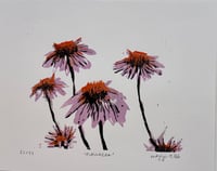 Echinacea (limited edition)