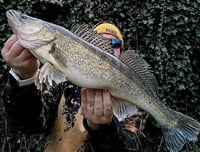 Image 2 of Glitter Predator Streamer 