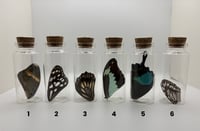 Image 2 of Loose Wing Jar - LARGE