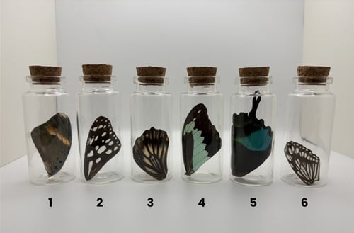 Image of Loose Wing Jar - LARGE