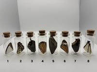 Image 2 of Loose Wing Jar - SMALL 