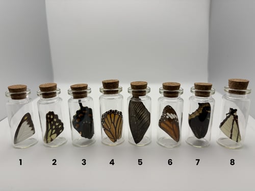 Image of Loose Wing Jar - SMALL 