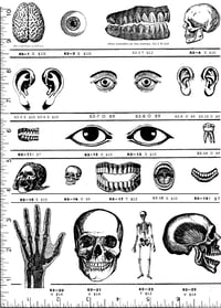 Image 1 of Skulls & Body Body Rubber Stamps P63