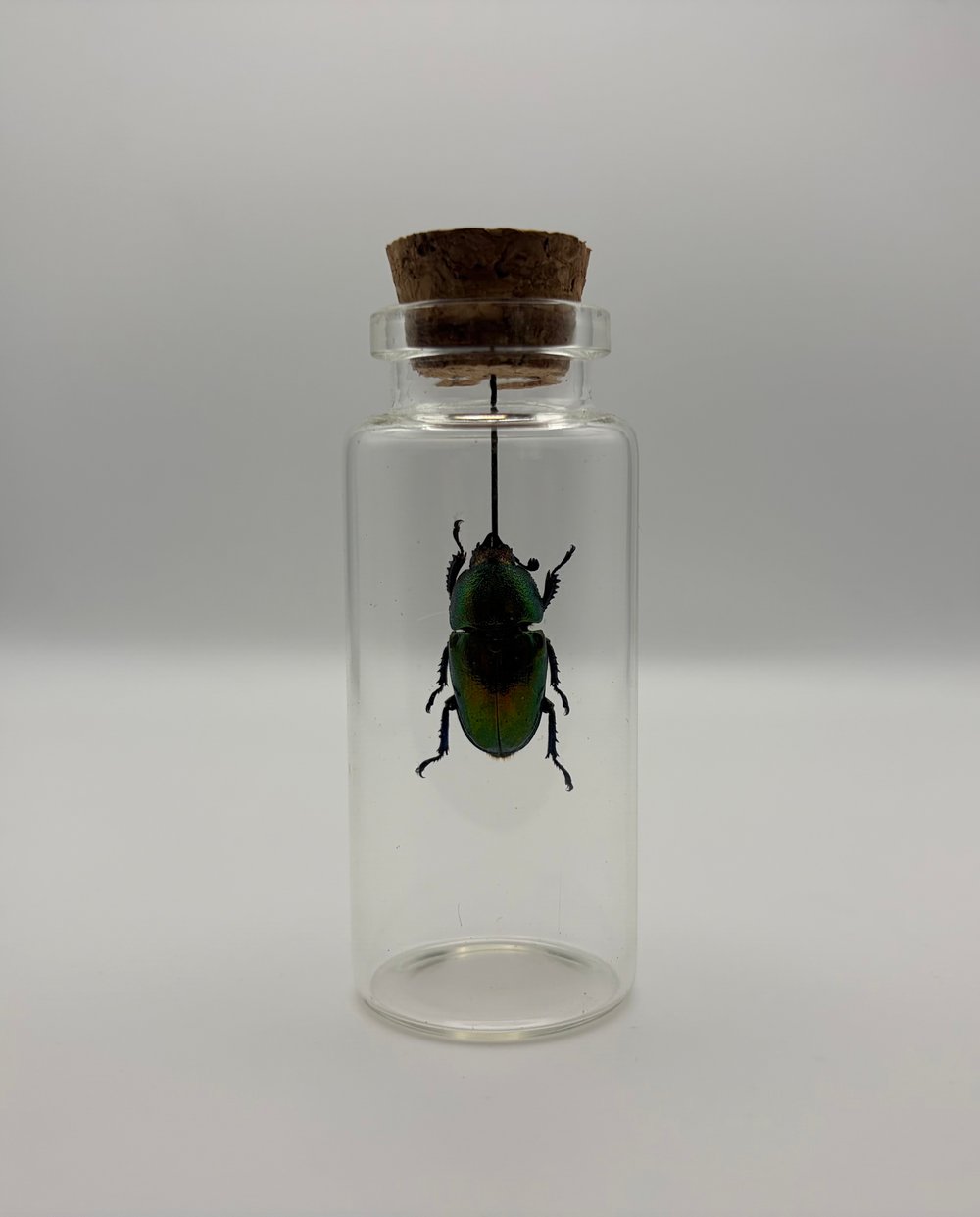 Image of Stag Beetle Jar