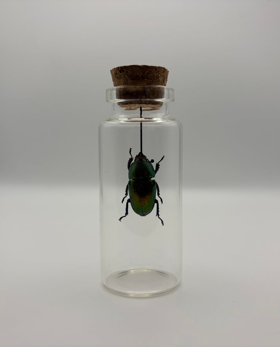 Image of Stag Beetle Jar