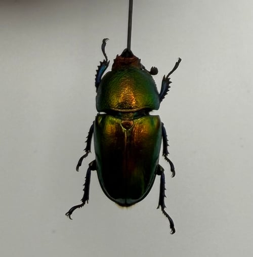 Image of Stag Beetle Jar