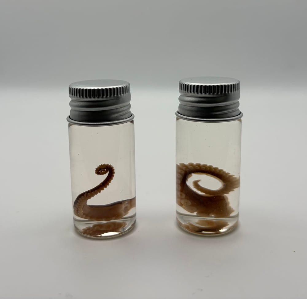 Image of Octopus Tentacle Wet Specimen Jar