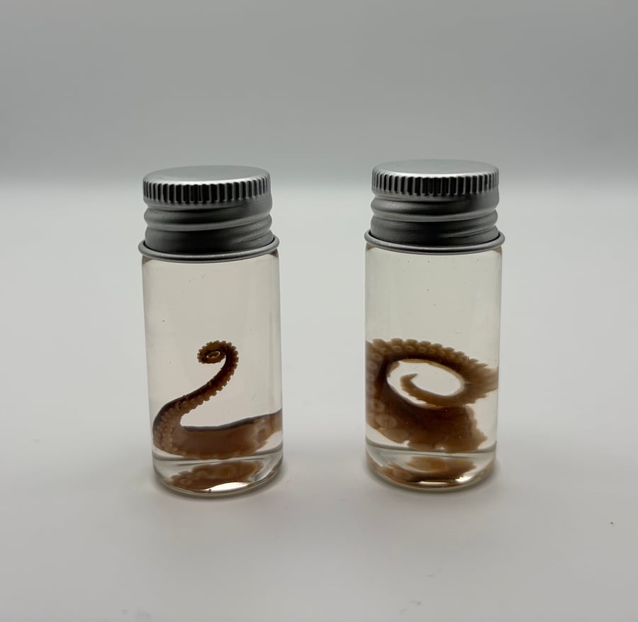 Image of Octopus Tentacle Wet Specimen Jar