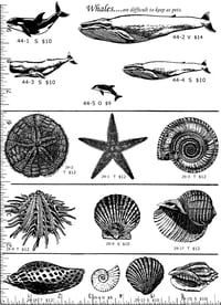 Image 1 of Whales & Shells P44