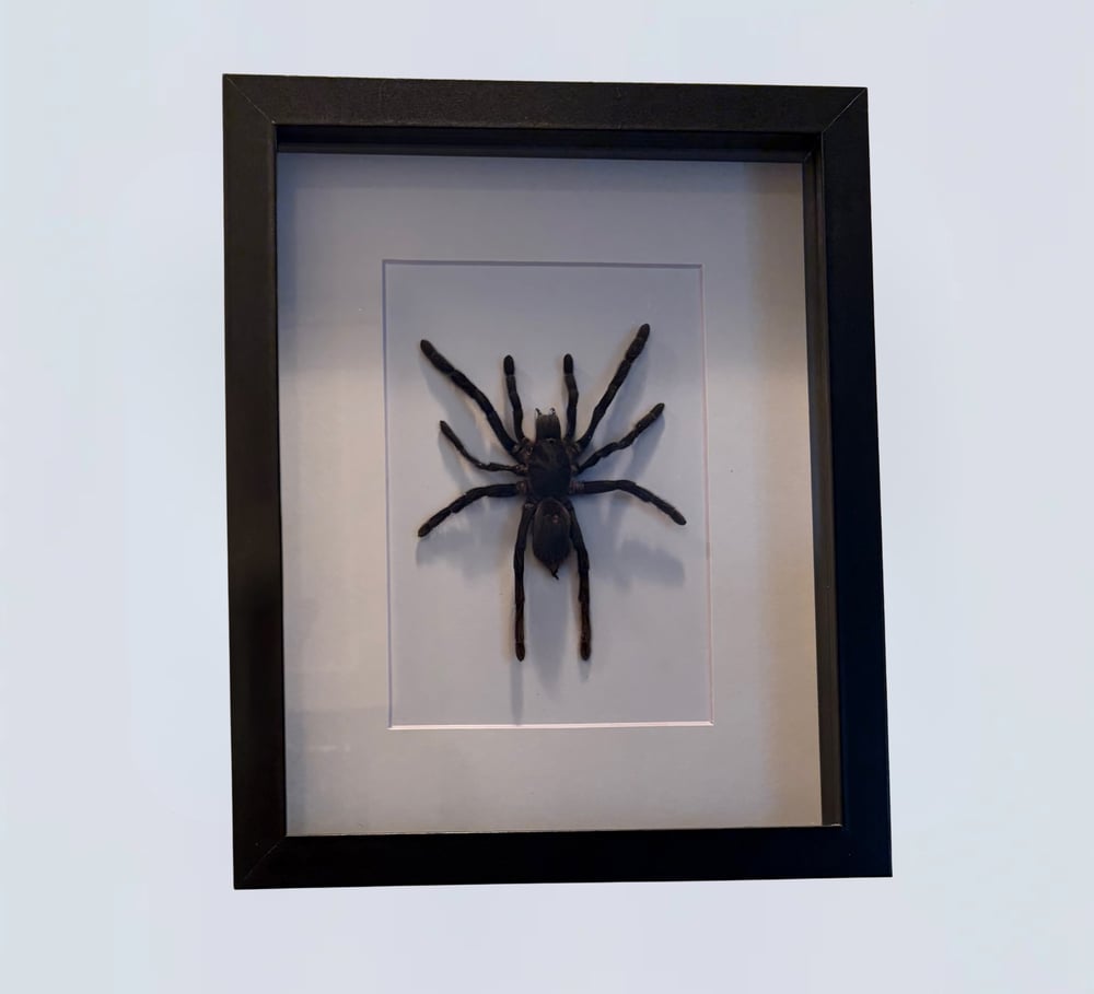 Image of Java Yellow Kneed Tarantula