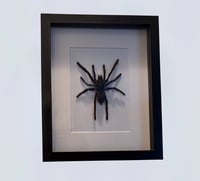 Java Yellow Kneed Tarantula