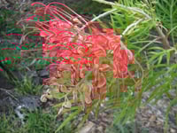 Image 1 of Grevillea ‘Ned Kelly’ – Ned Kelly Grevillea