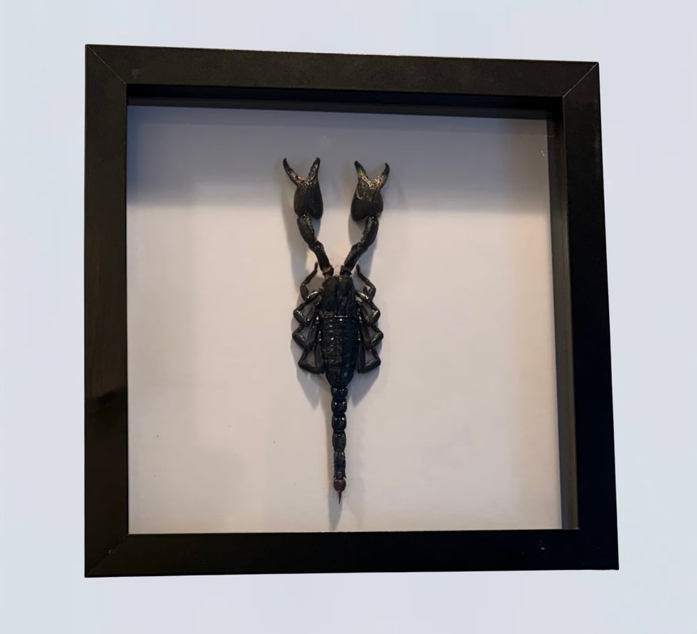 Image of Giant Forest Scorpion 