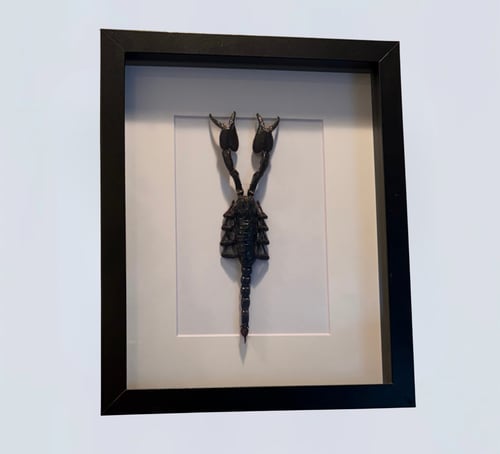 Image of Giant Forest Scorpion 