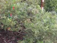 Image 2 of Grevillea ‘Ned Kelly’ – Ned Kelly Grevillea