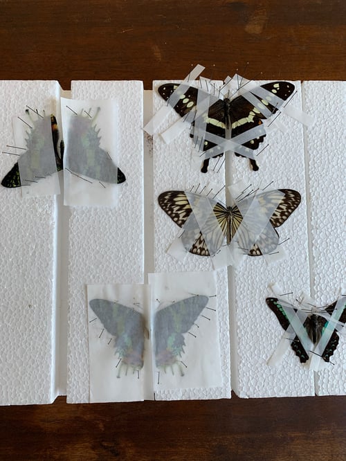 Image of DIY Butterfly Pinning Kit