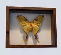 Image 2 of Comet Moth