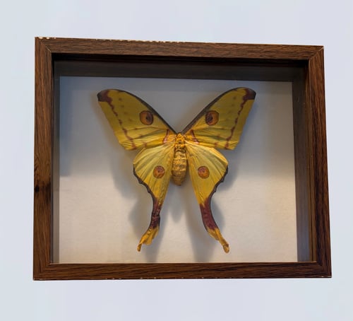Image of Comet Moth