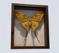 Image 3 of Comet Moth