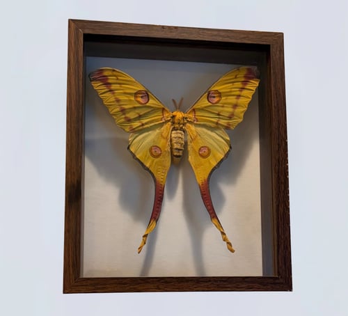 Image of Comet Moth