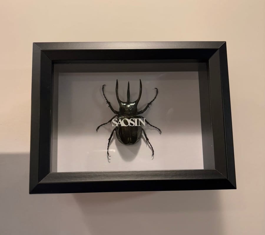 Image of Saosin Self-Titled Beetle 