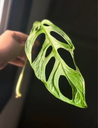 Image 1 of RARE Monstera mint adansonii 