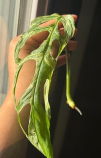 Image 2 of RARE Monstera mint adansonii 