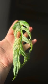 Image 3 of RARE Monstera mint adansonii 