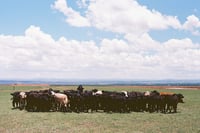 El Rancho De Mis Tios, Part 1.2